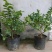柠檬苗30~50cm