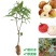 荔枝苗80~100cm