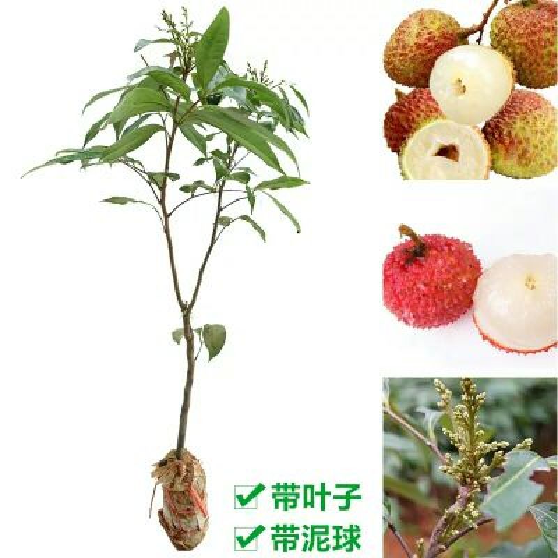 荔枝苗80~100cm