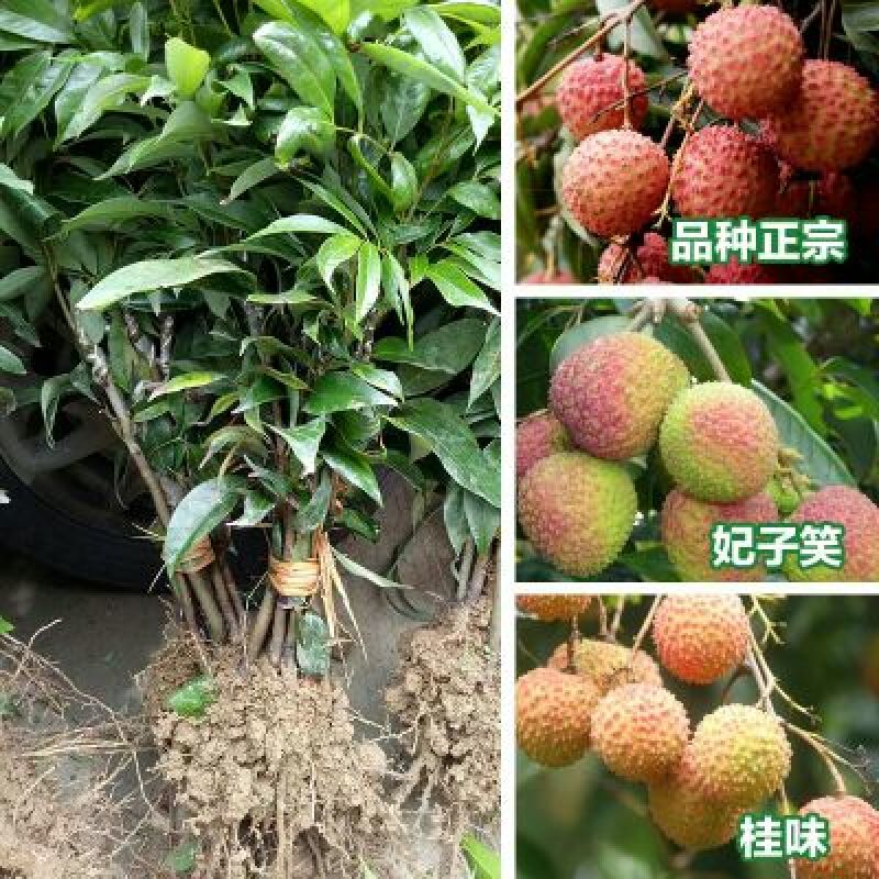 荔枝苗80~100cm