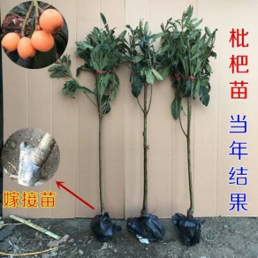 枇杷树苗51~80cm