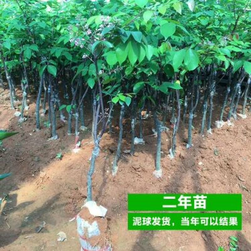 杨桃苗