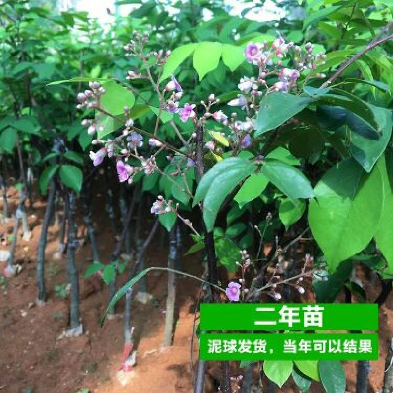 杨桃苗