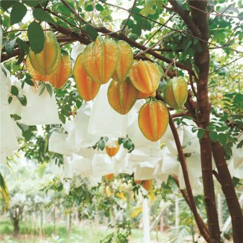 杨桃苗