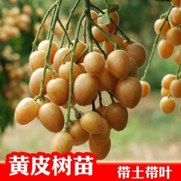 黄皮果苗30~50cmcm