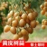 黄皮果苗30~50cmcm