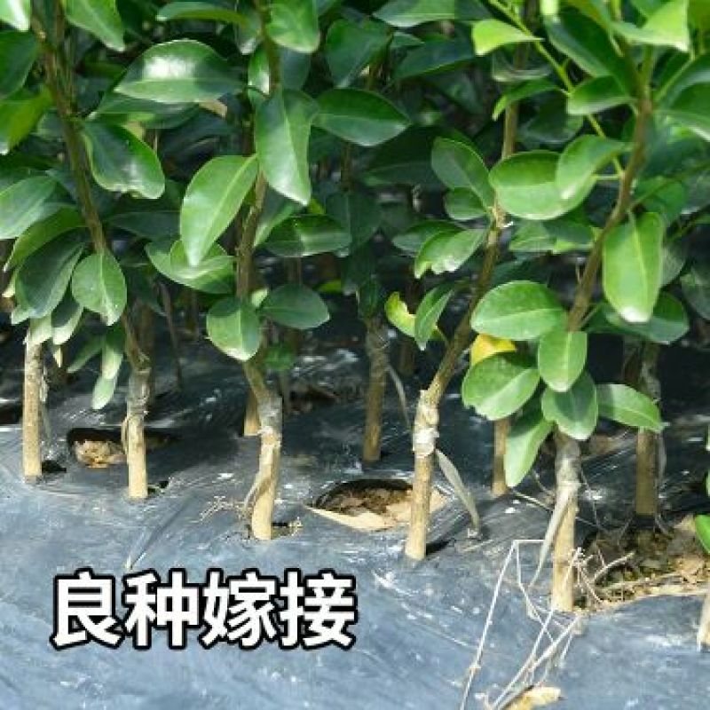 柑桔苗80~120cm