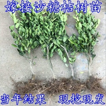 柑桔苗80~120cm