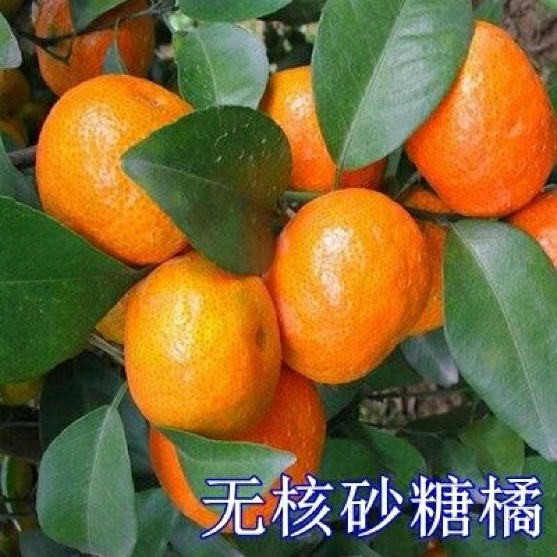 柑桔苗80~120cm