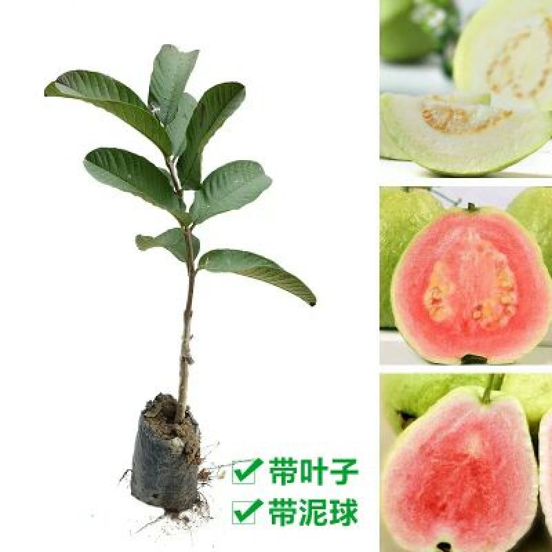 番石榴苗30~50cm