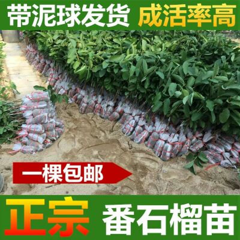 番石榴苗30~50cm