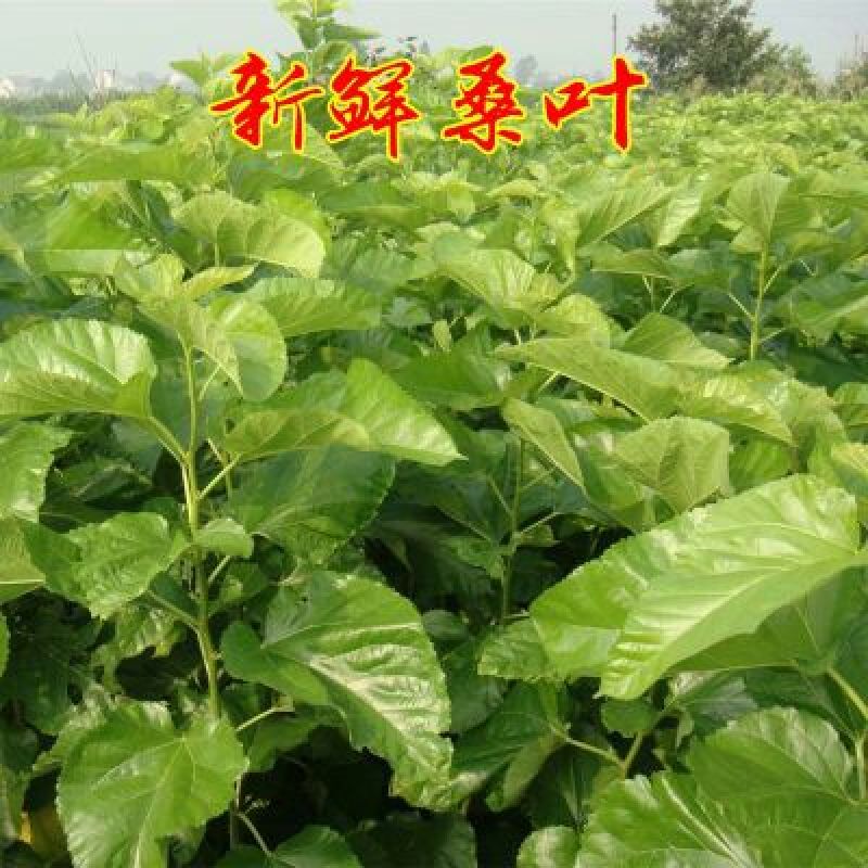 桑椹树苗