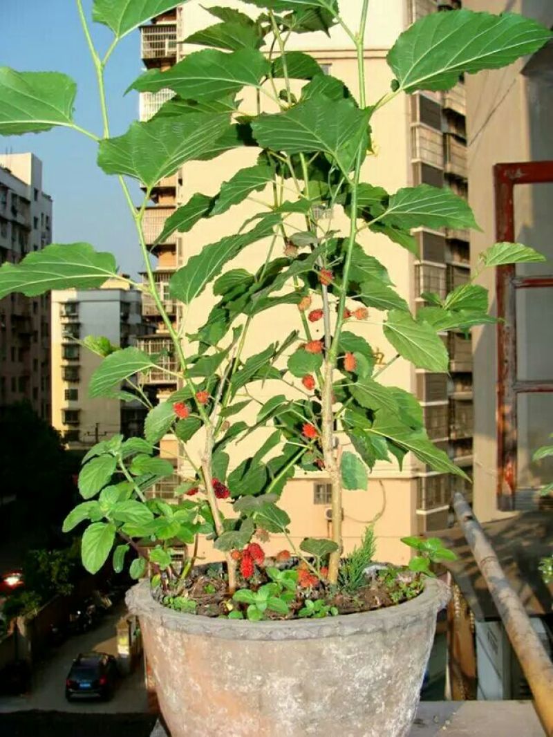 桑椹树苗