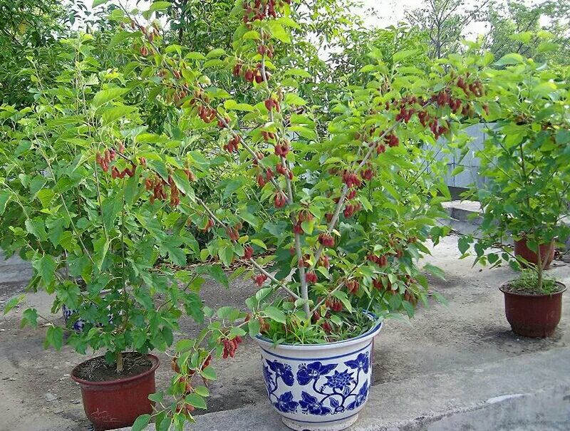桑椹树苗