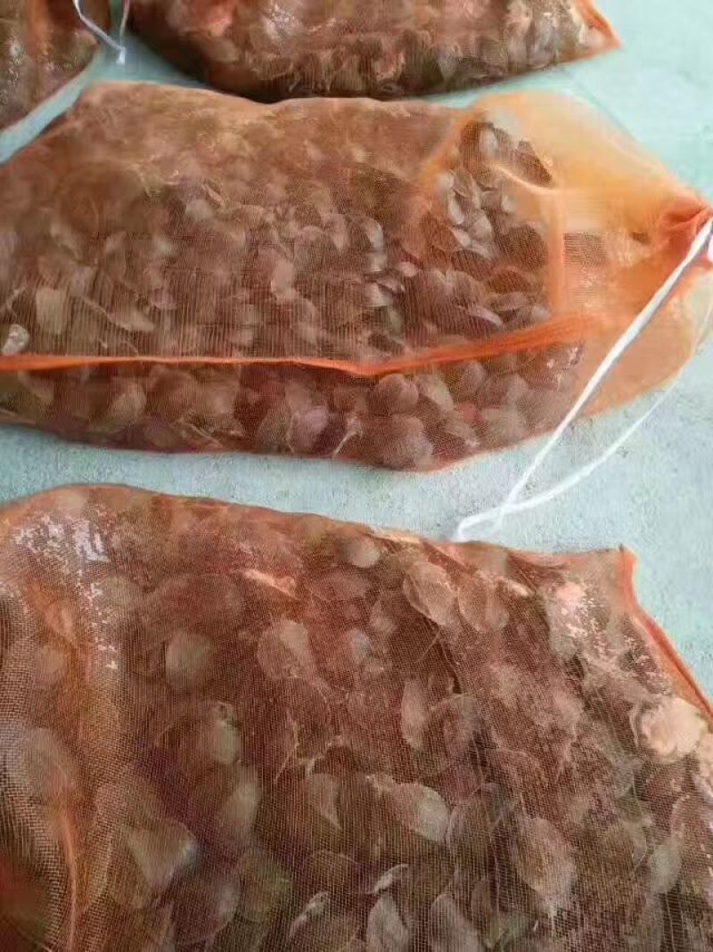 甲鱼苗鱼苗