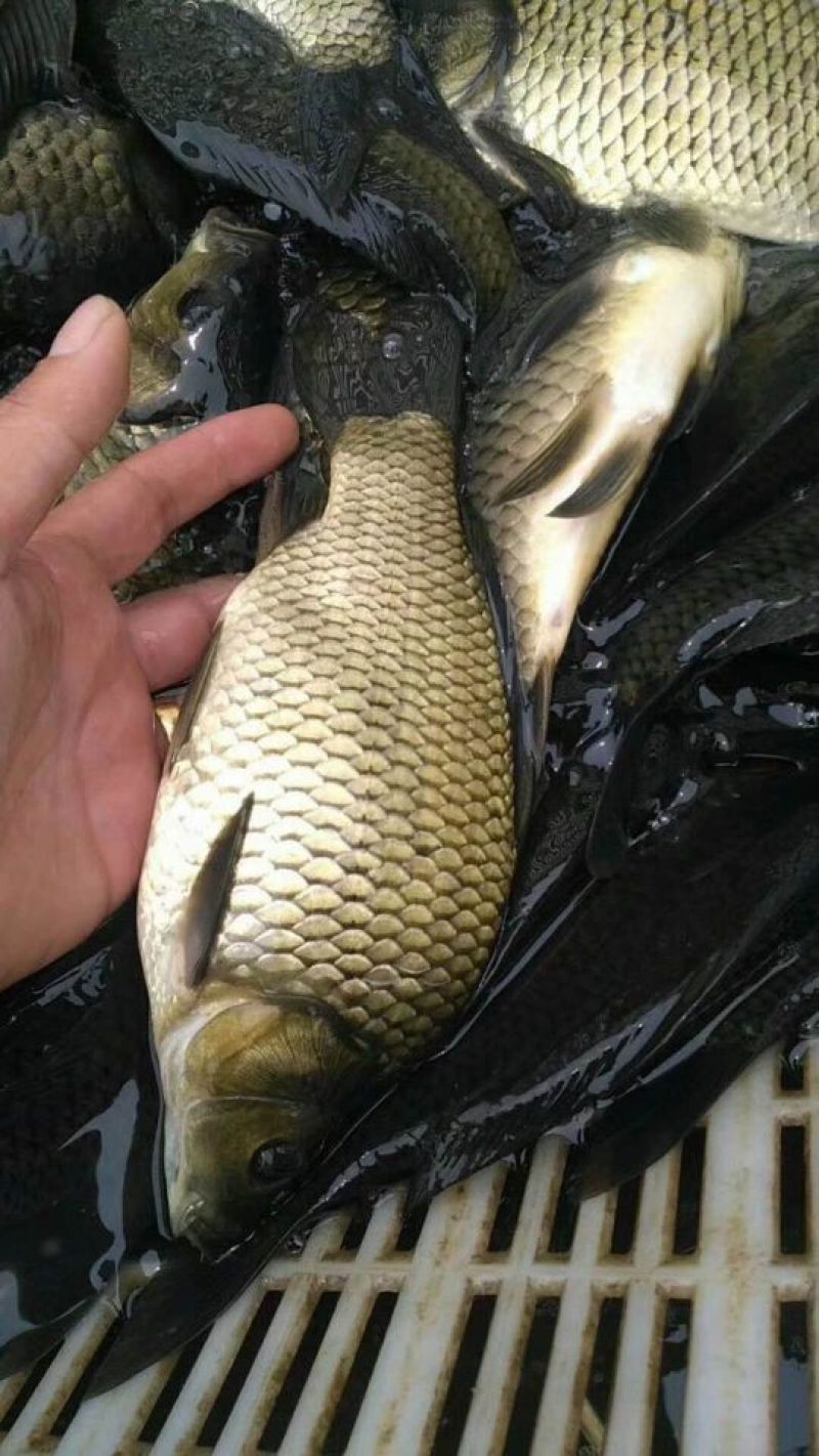 鲫鱼鱼苗