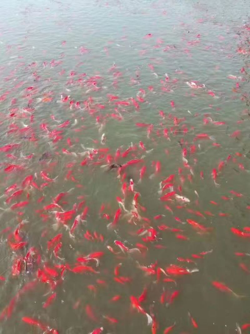 锦鲤鱼苗人工养殖