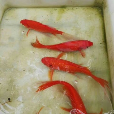 锦鲤鱼苗人工养殖