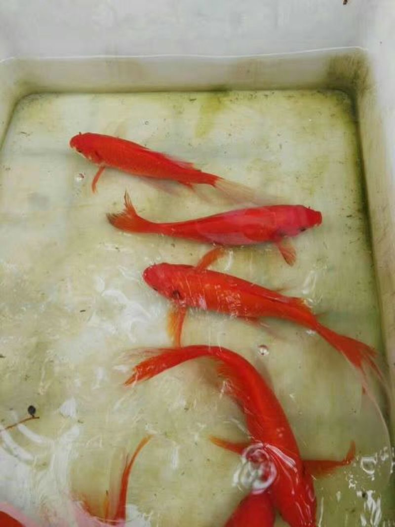 锦鲤鱼苗人工养殖