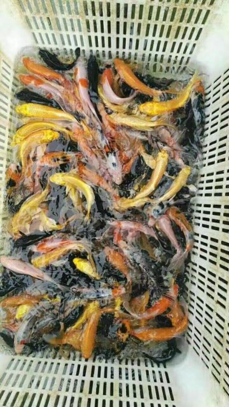 锦鲤鱼苗人工养殖