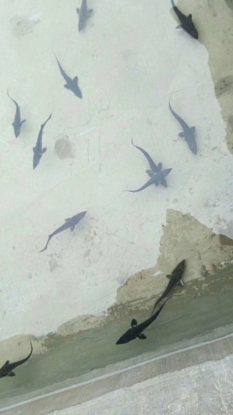 中华鲟鱼苗