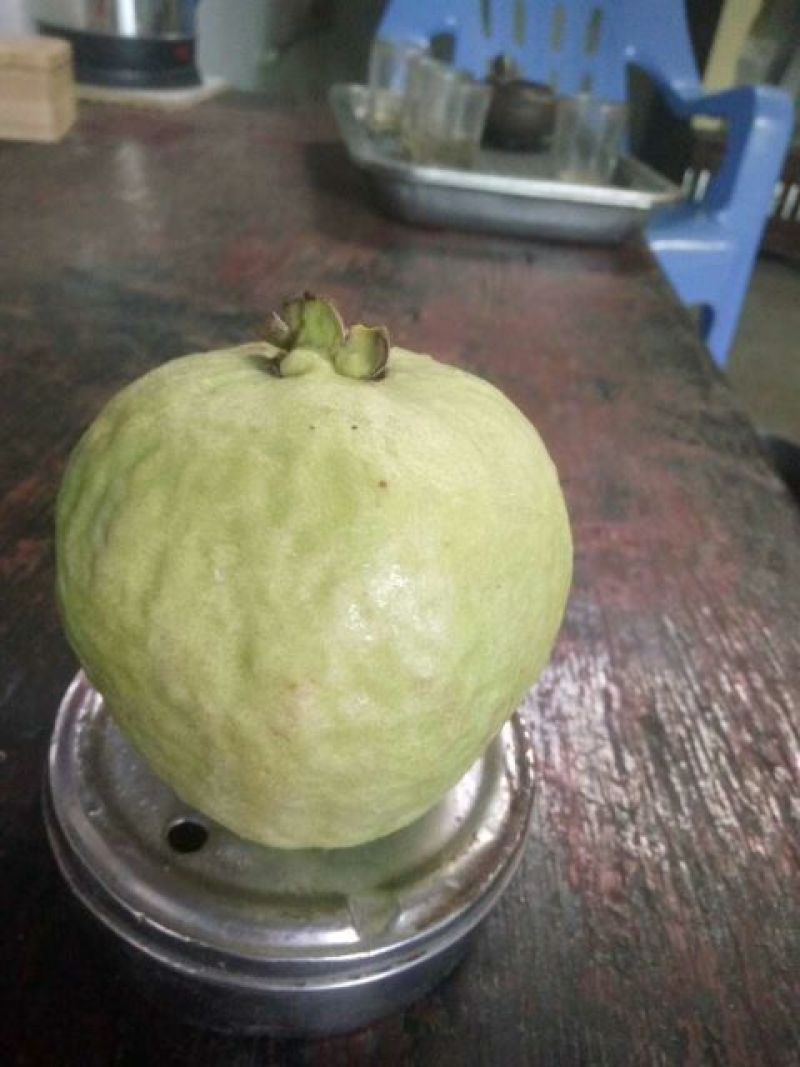 红宝石芭乐苗