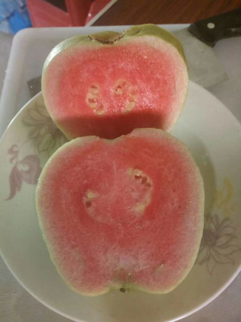 红宝石芭乐苗
