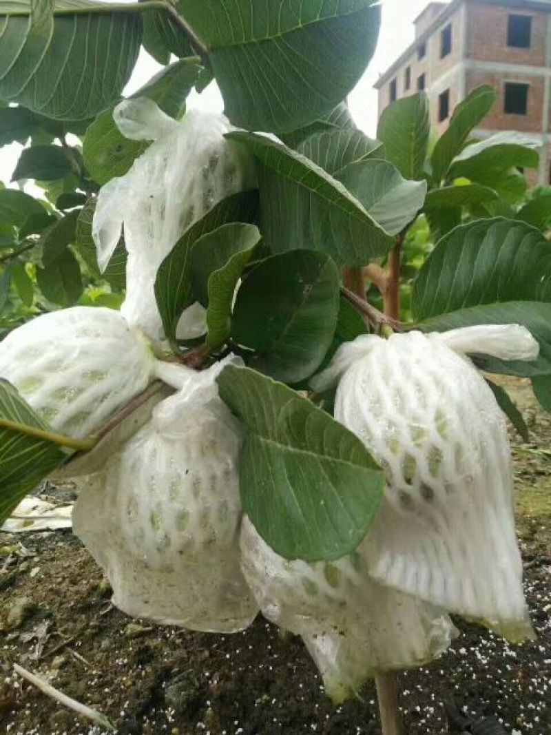红宝石芭乐苗