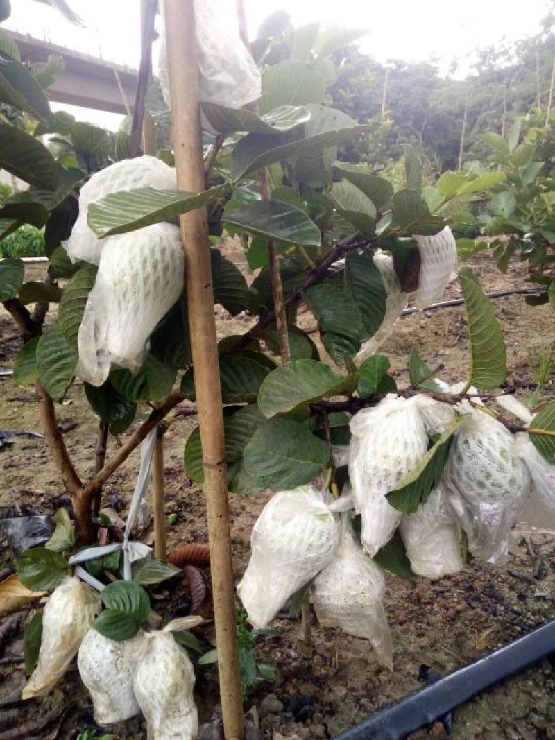 红宝石芭乐苗