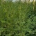 南方红豆杉苗80cm以上