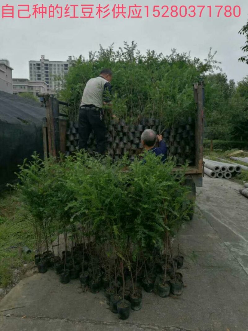 南方红豆杉苗80cm以上