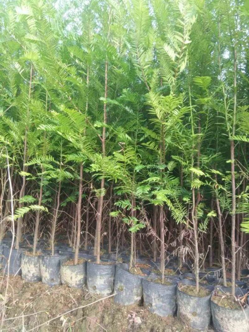 南方红豆杉苗80cm以上