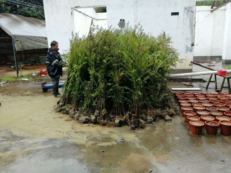 南方红豆杉苗80cm以上