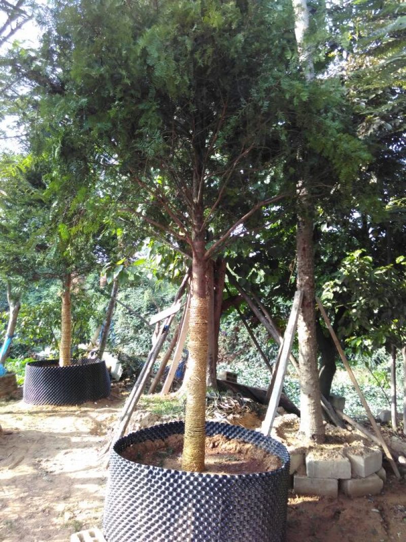 南方红豆杉苗80cm以上