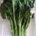菜心菜苔广东菜心