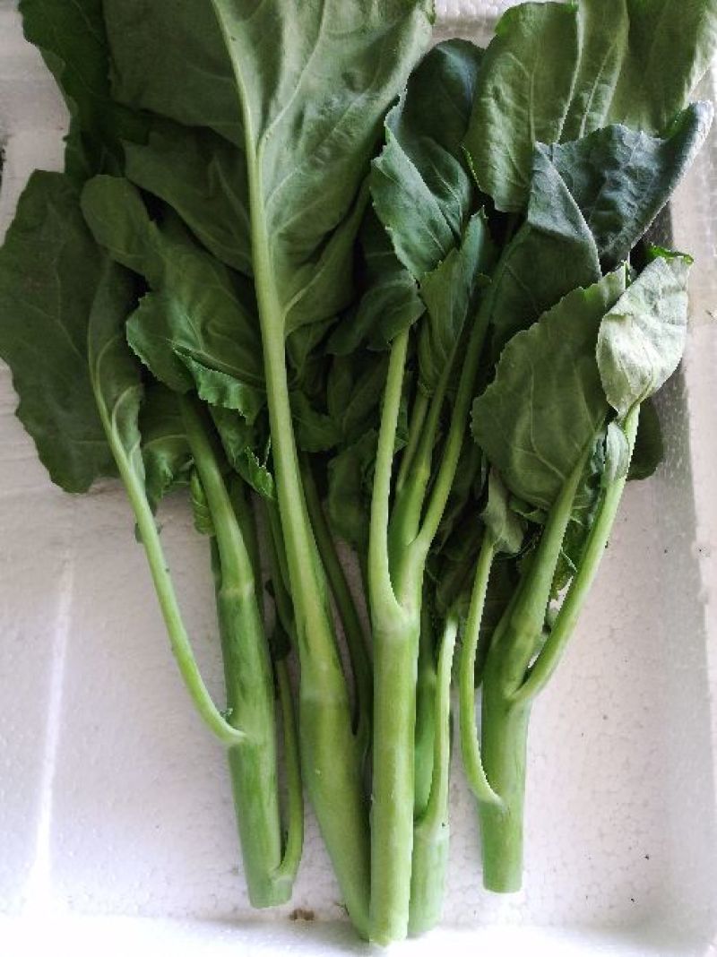 菜心菜苔广东菜心
