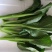 菜心菜苔广东菜心
