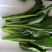 菜心菜苔广东菜心