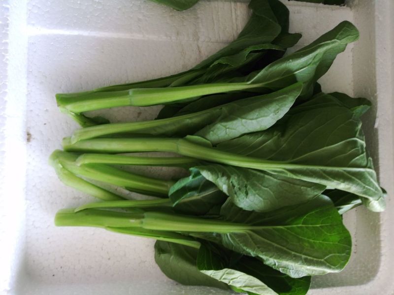 菜心菜苔广东菜心