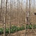银杏树6~8cm3~3.5米1米以下