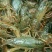澳洲淡水小龙虾虾苗2-4钱（10-20克）活虾小龙虾