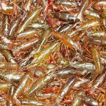 澳洲淡水小龙虾虾苗2-4钱（10-20克）活虾小龙虾