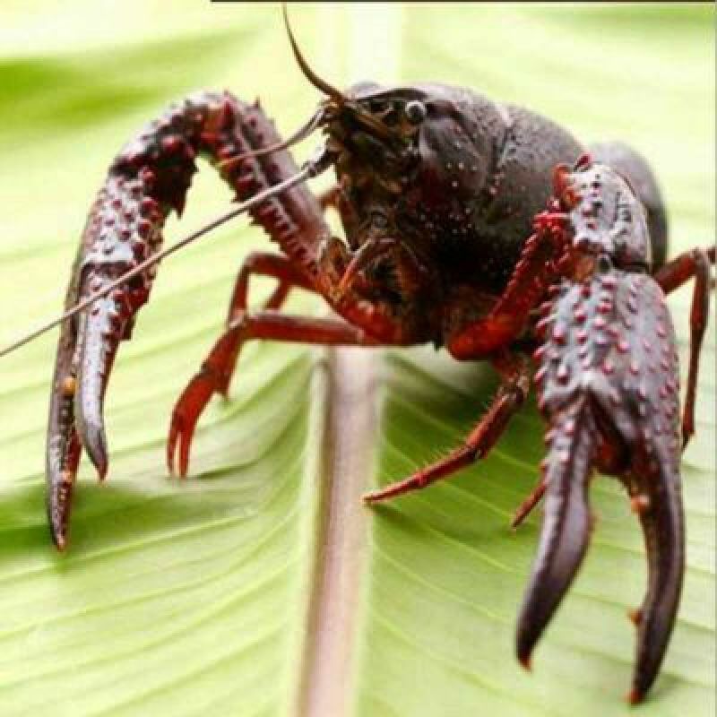 大龙虾21~25只/kg