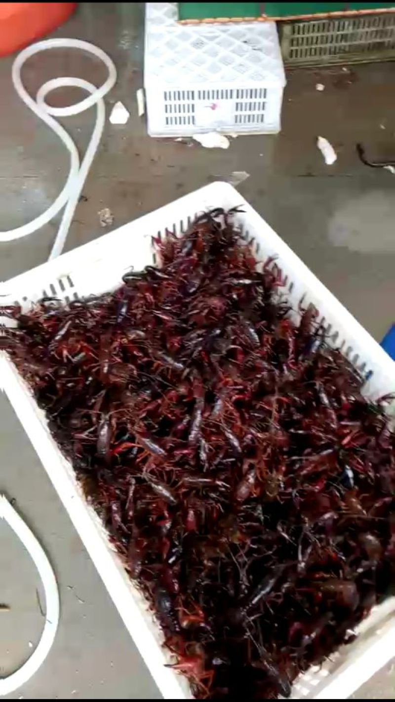 大龙虾21~25只/kg