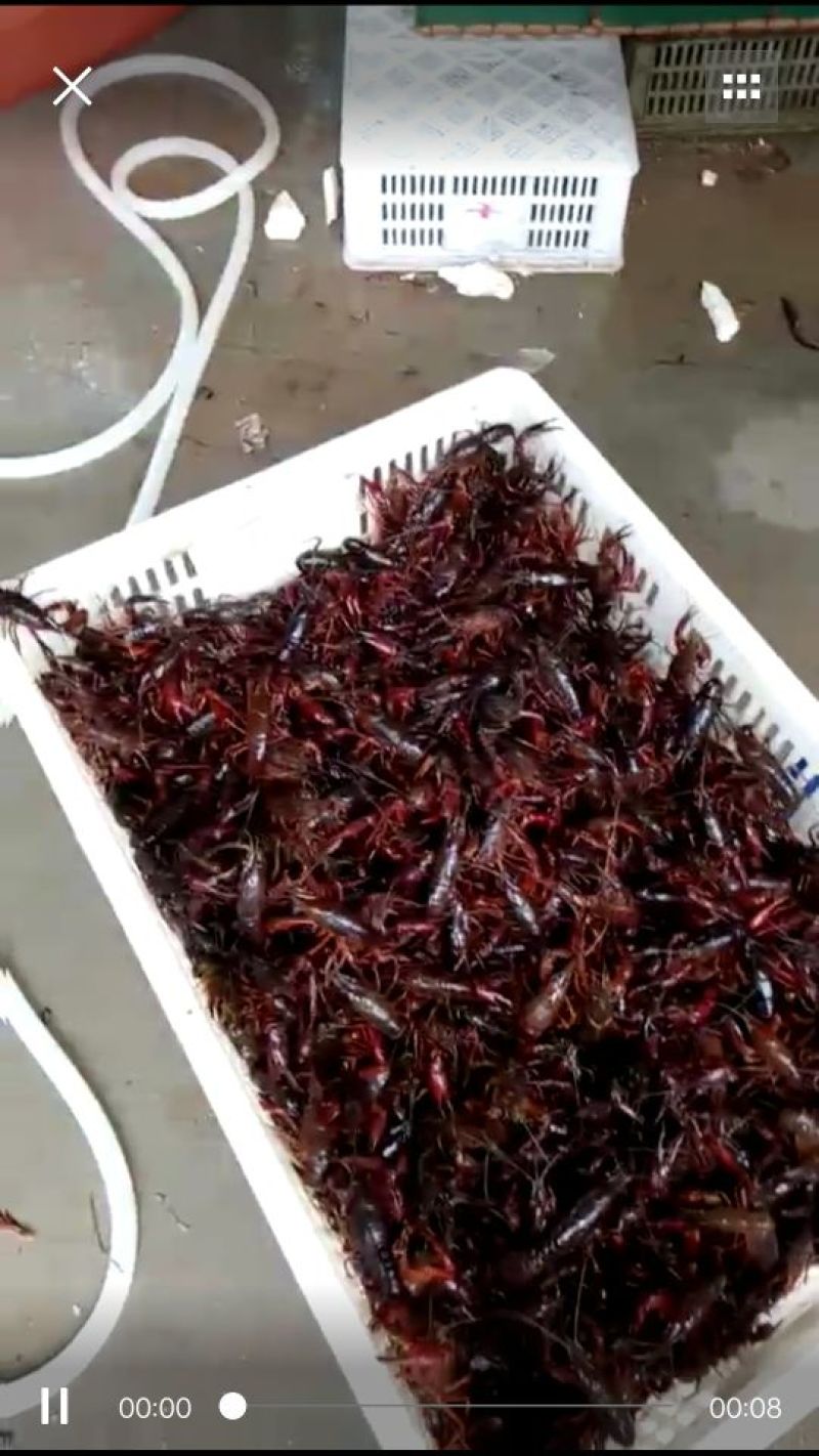 大龙虾21~25只/kg