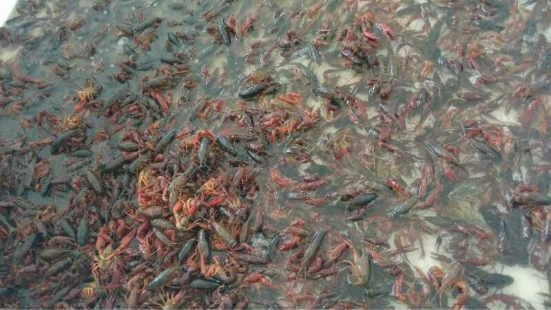 小龙虾虾苗4-6钱（20-30克）活虾小龙虾主养