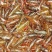 小龙虾虾苗4-6钱（20-30克）活虾小龙虾主养
