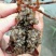 小龙虾作种8-10钱（40-50克）活虾小龙虾主养