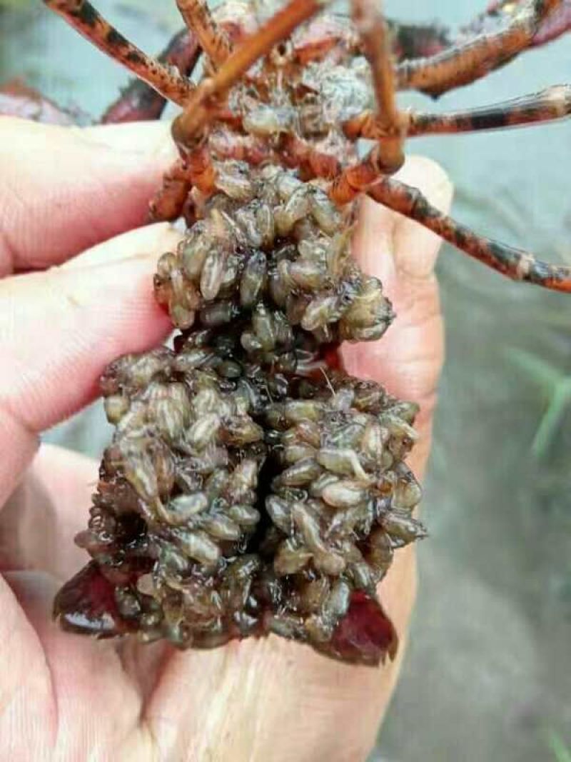 小龙虾作种8-10钱（40-50克）活虾小龙虾主养