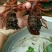 小龙虾作种8-10钱（40-50克）活虾小龙虾主养